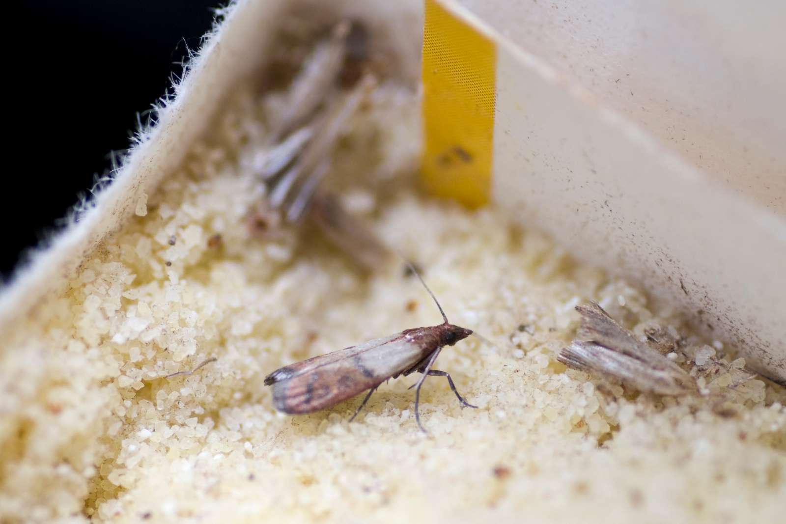 Stop Aux Mites Alimentaires Les Solutions vraiment Efficaces stop-aux-mites-alimentaires-les-solutions-vraiment-efficaces