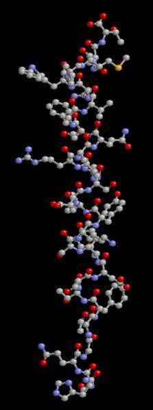 Glucagon Le glucagon est une hormone peptidique relativement petite. © brian0918, Wikimedia, domaine public