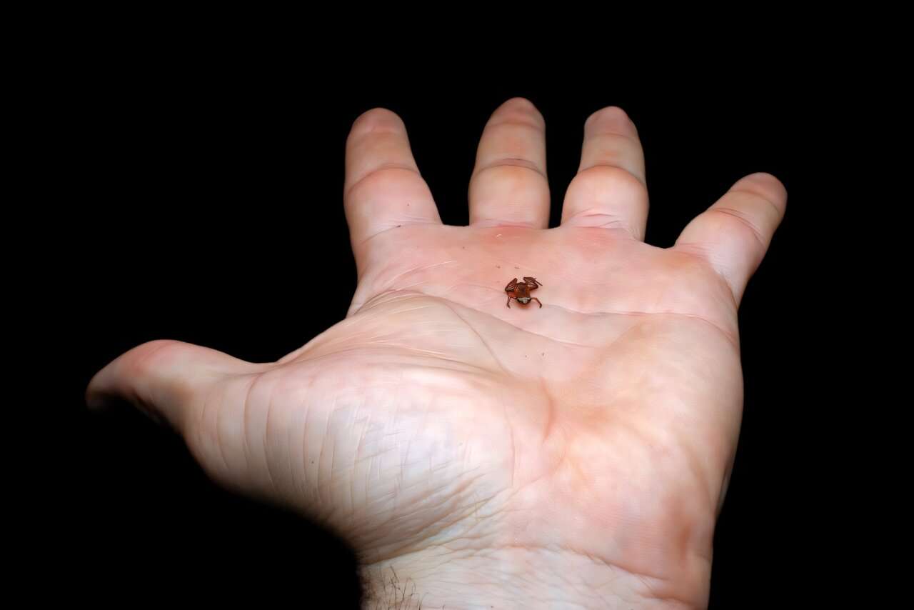 Découverte d'un crapaud miniature : c'est le deuxième plus petit vertébré au monde !