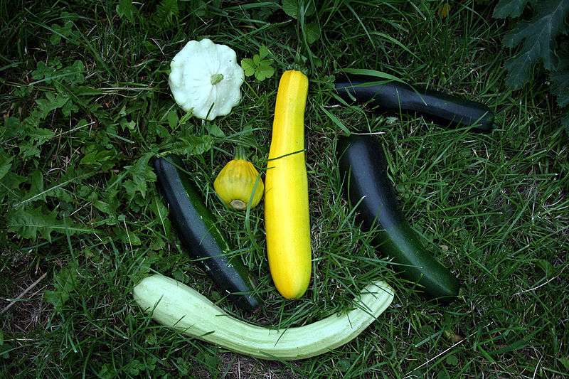 Définition | Courgette : Valeurs nutritionnelles, saisons, cuisine et ...