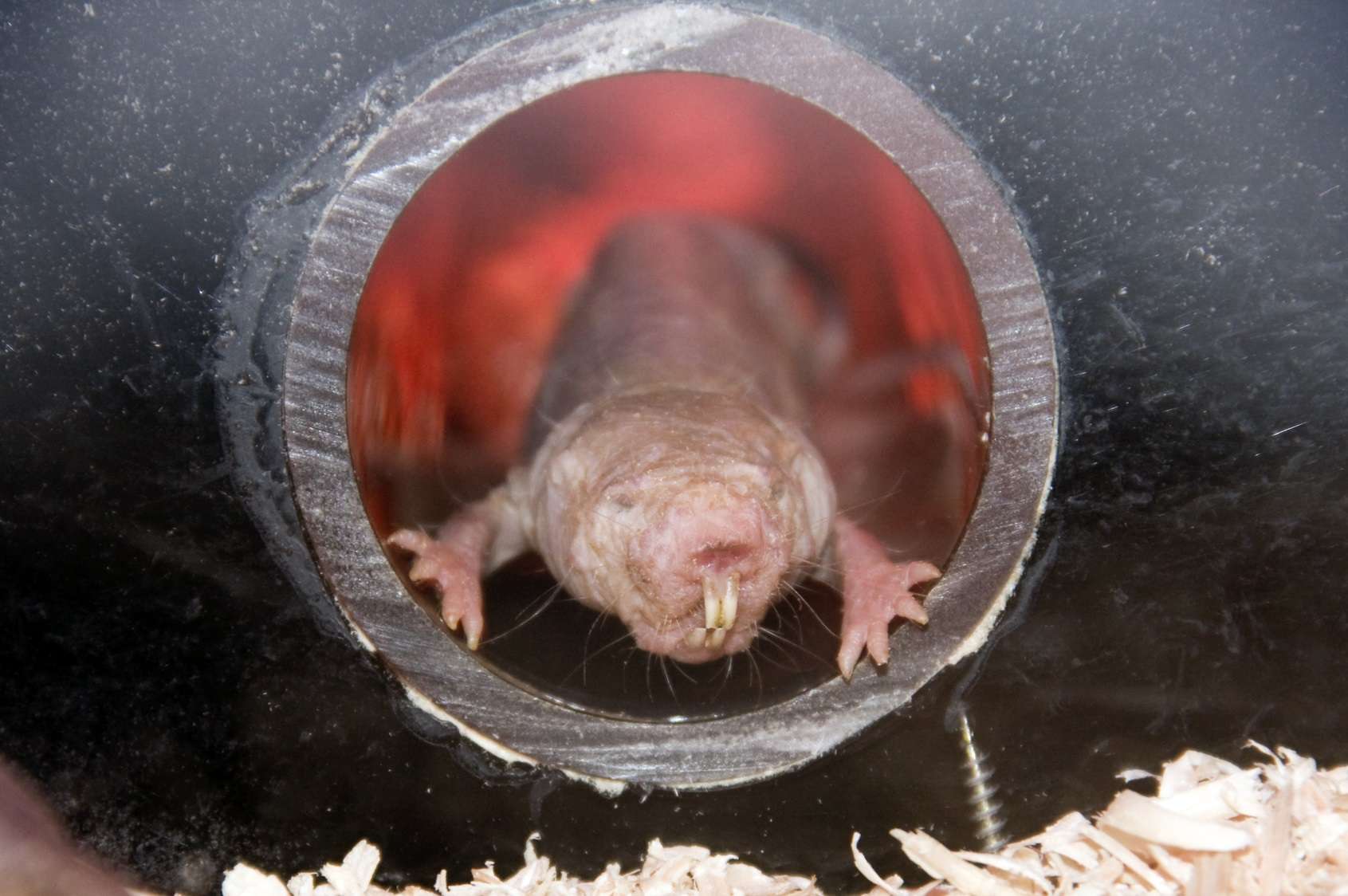 D finition Rat taupe Nu Heterocephalus Glaber d-finition-rat-taupe-nu-heterocephalus-glaber