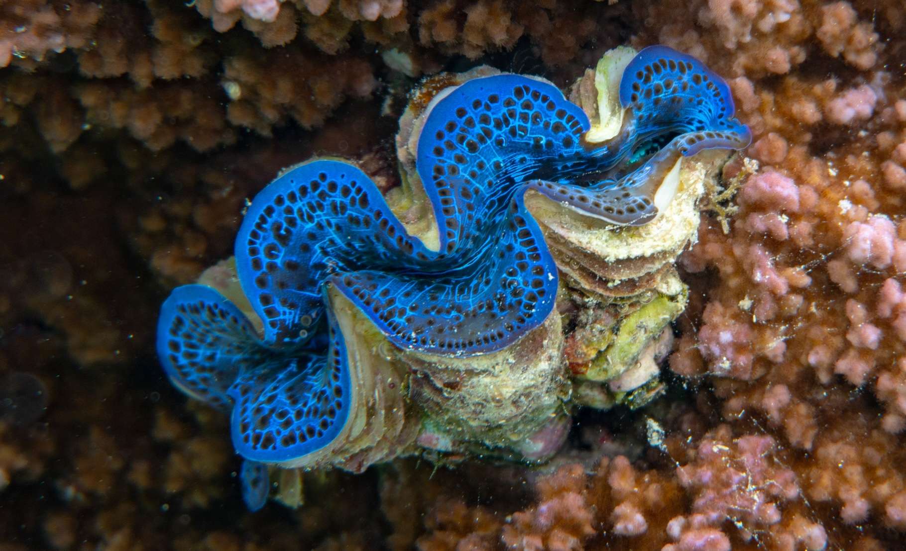How Mollusks Can Help Us Design More Efficient Solar Panels