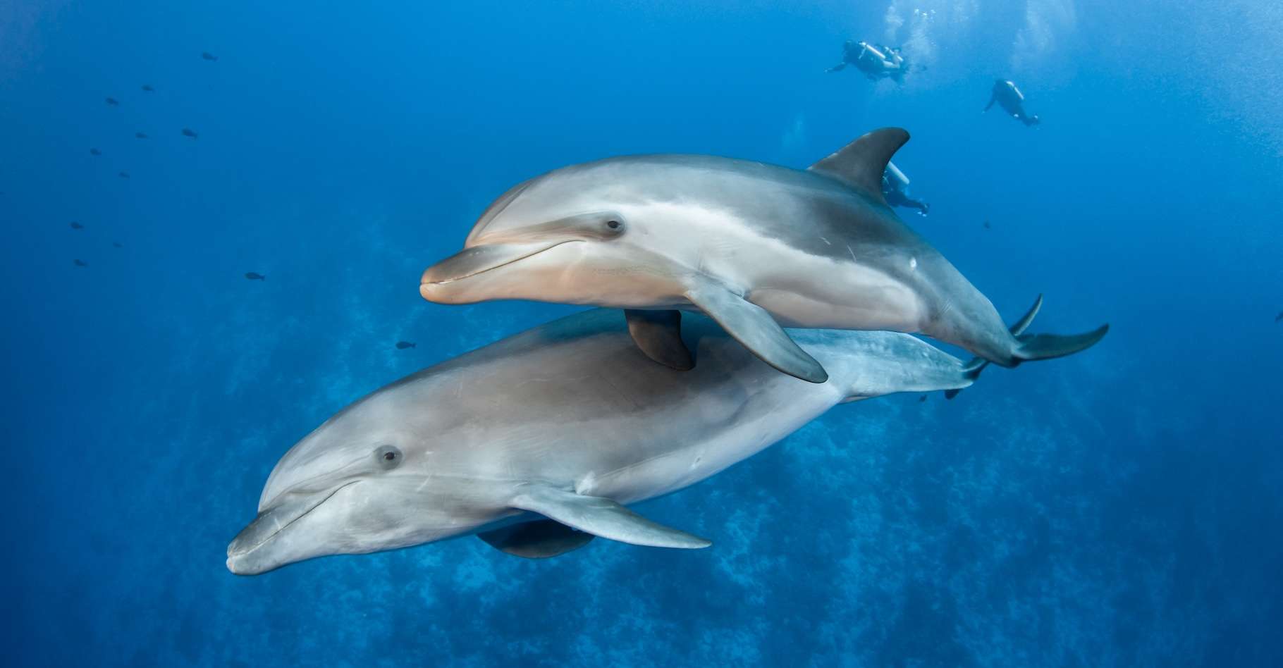 Questi delfini rilevano i battiti cardiaci