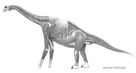 Étude des muscles d'un Atlasaurus. © http://michel-fontaine.com/index.html