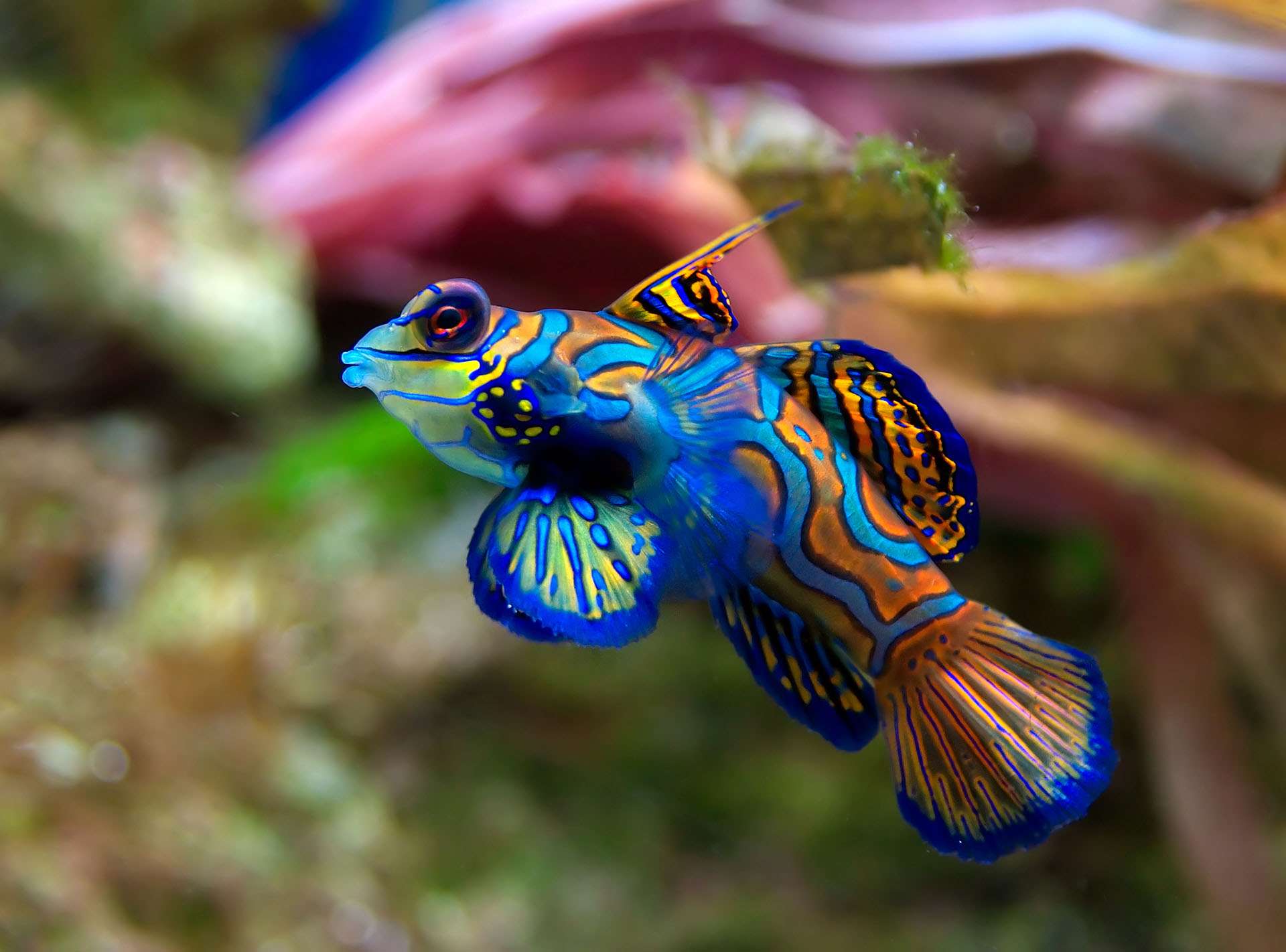 Top 10 des plus beaux poissons exotiques