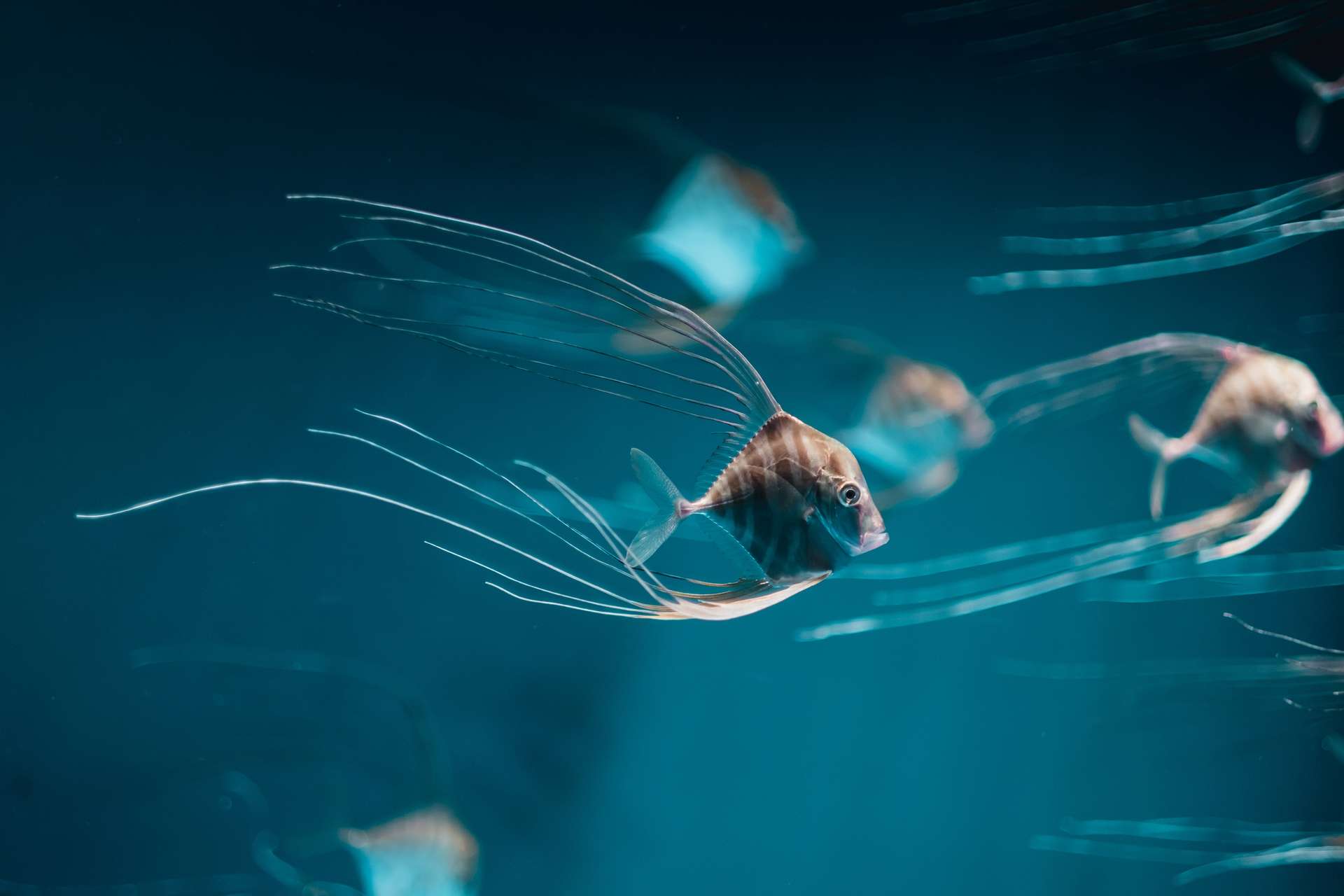 ハワイで撮影されたクラゲの触手を持つ奇妙な魚