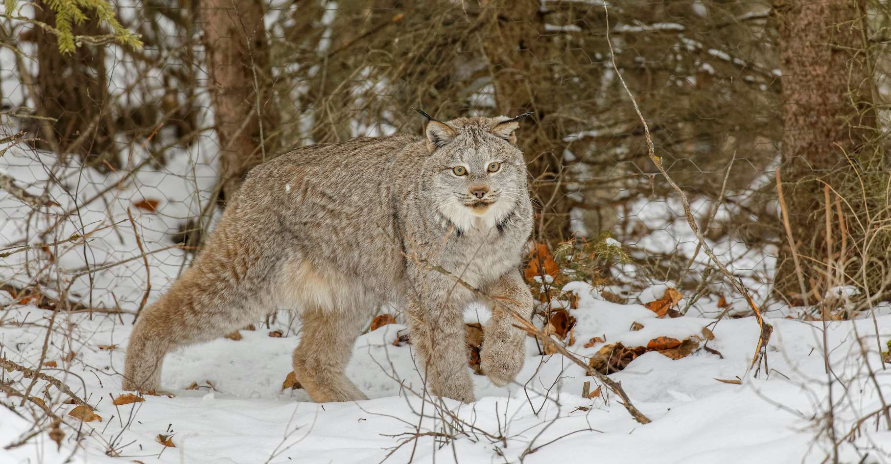 Lynx hitam diamati untuk pertama kalinya di Kanada