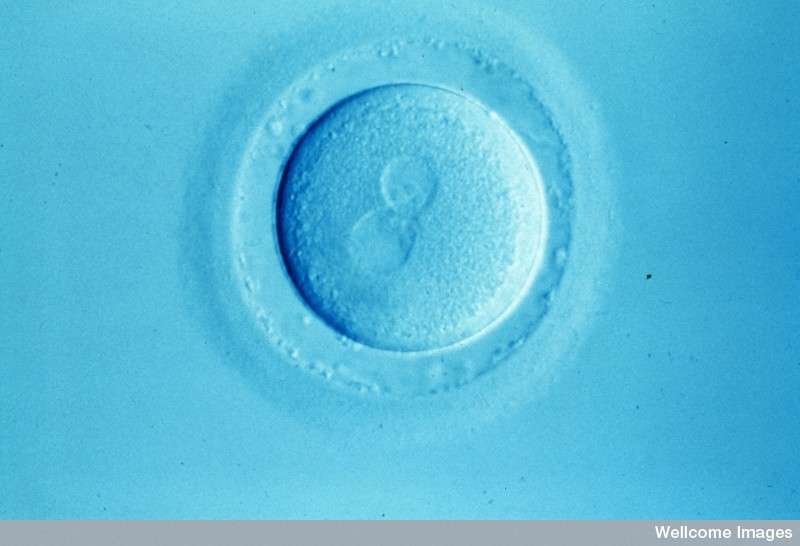 Un ovule fécondé est observé au microscope à contraste interférentiel. © Alan Handyside, Wellcome Images, CC by-nc-nd 2.0
