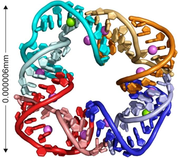 Un ARN carré : un bricolage humain que l'on n'a jusqu'à présent jamais rencontré dans la nature. © UC San Diego