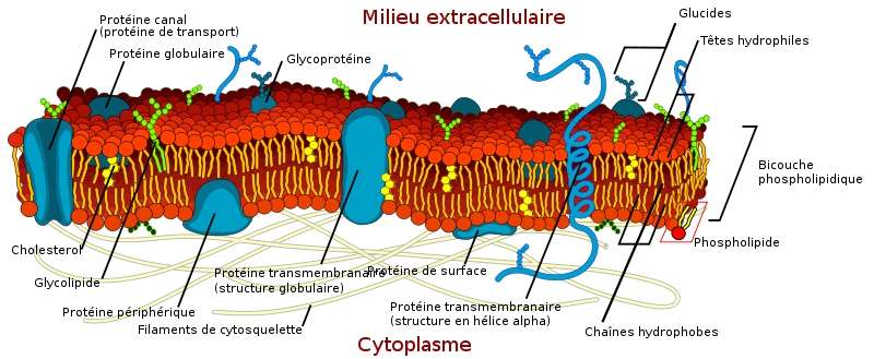 La membrane cellulaire ne se compose pas uniquement de phosphoglycérolipides. De nombreuses protéines sont soit partiellement soit totalement enchâssées dedans. Le cholestérol joue un grand rôle dans la fluidité de la membrane. Grâce à sa perméabilité sélective, elle régule aussi les échanges entre les milieux intracellulaire et extracellulaire. © LadyofHats, DP