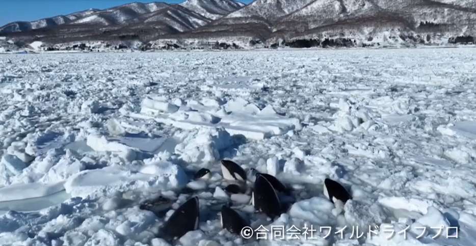 12 orques pris au piège dans la glace au Japon