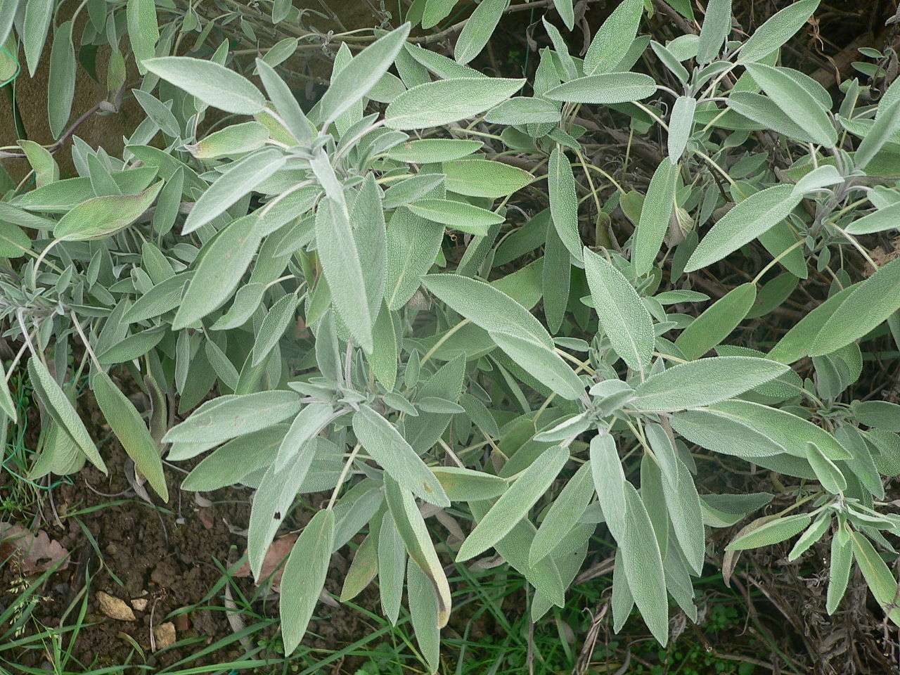 Définition  Sauge officinale - Salvia officinalis