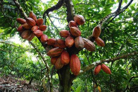 cacao arbre