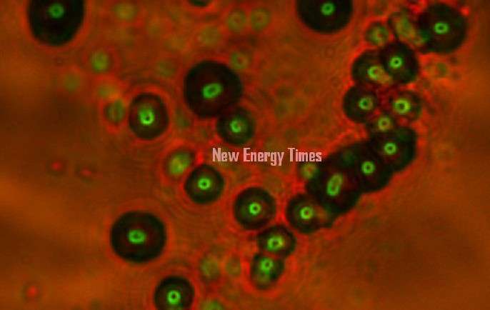 Une image prise au microscope et artificiellement colorée d'impacts de particules dans du CR 39. Crédit : P. Mosier-Boss