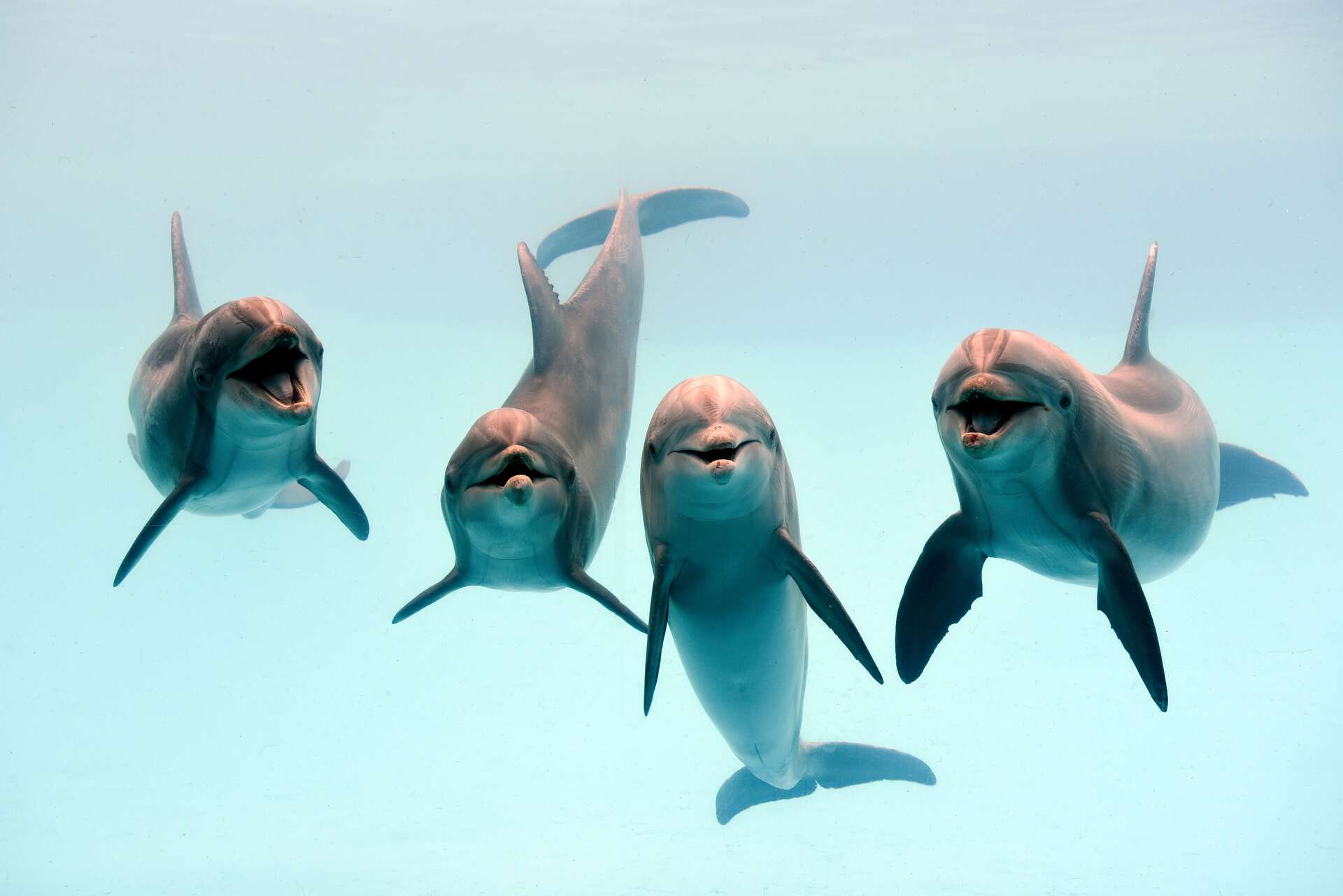 Les dauphins s'appellent par leurs prénoms