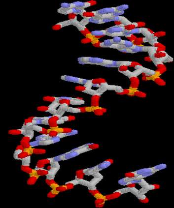 Cette animation montre une molécule d'ARN messager créé sous Rasmol, un logiciel gratuit. © Wikimedia Commons, DP