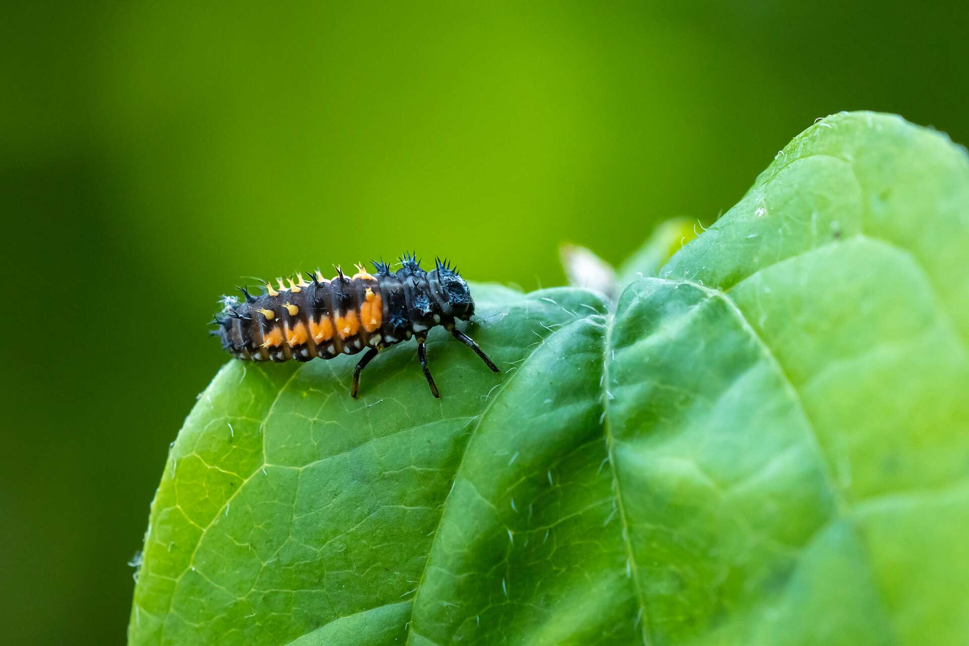 Ces larves qui sont bonnes pour votre jardin — free download
