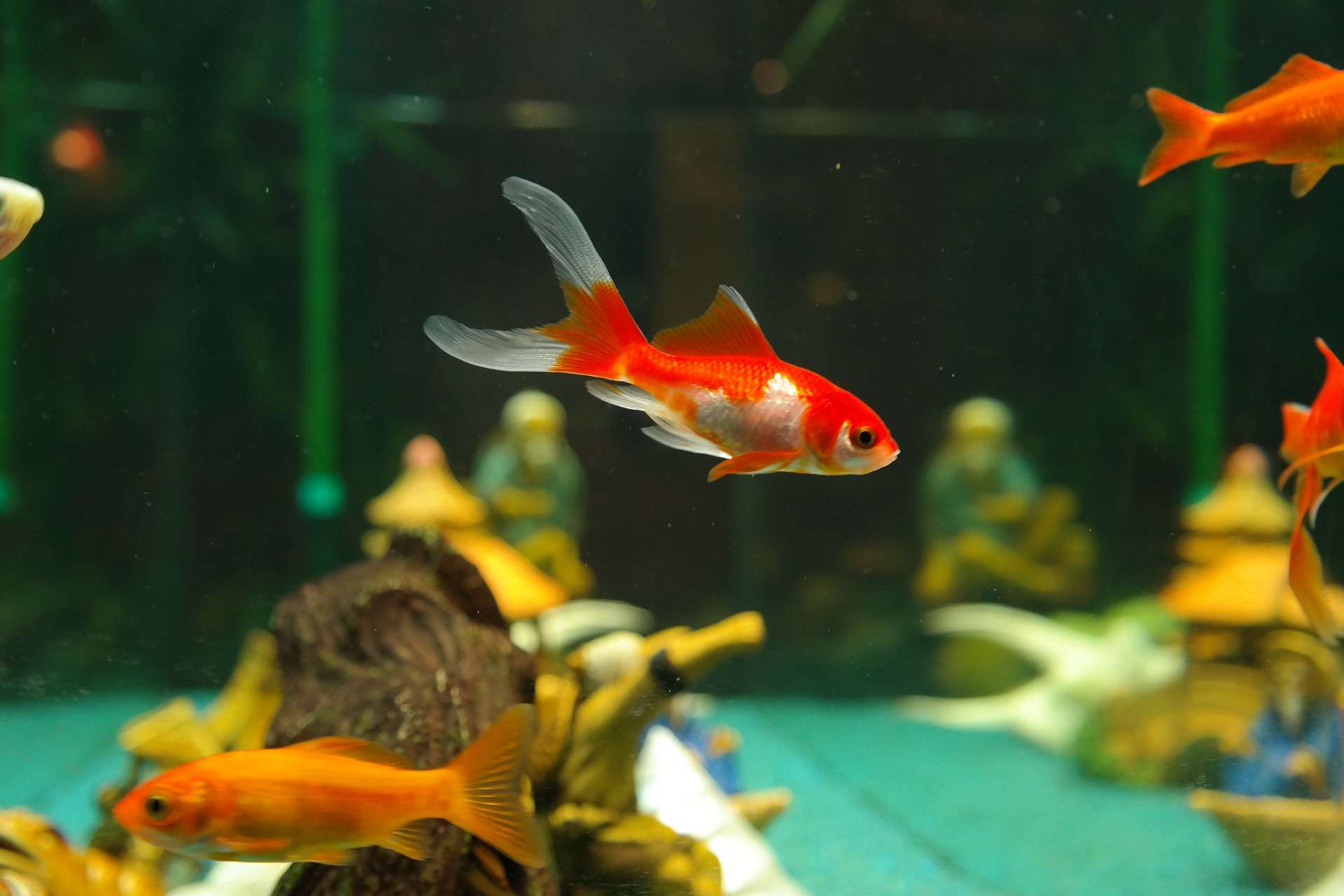 Alimentation exclusive pour l'aquarium de poissons rouges Fish