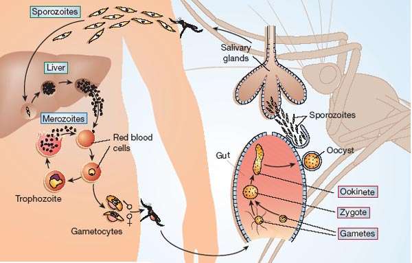 Ce schéma reprend le cycle de vie du Plasmodium, le responsable du paludisme qui transite entre l'Homme et le moustique. Le stade oocyste (oocyst) se déroule dans l'intestin (gut) du moustique. © Nature