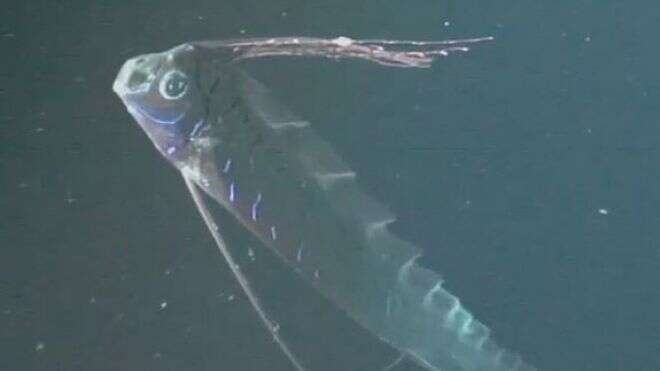 En Vidéo Oarfish Le Plus Mystérieux Poisson Au Monde