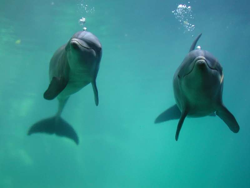 Après la dernière fonte glaciaire, la Méditerranée, moins salée, a attiré des poissons et bien d'autres espèces. En provenance de l'Atlantique, les grands dauphins ont rapidement suivi. © Quintanarroense82, Wikimedia Commons, domaine public