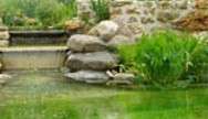 Les plantes ripariennes sont utilisées pour les piscines naturelles. © DR