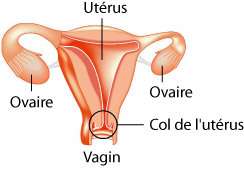 Vaccin Contre Le Cancer Du Col De L Uterus Un Essai Clinique Prometteur