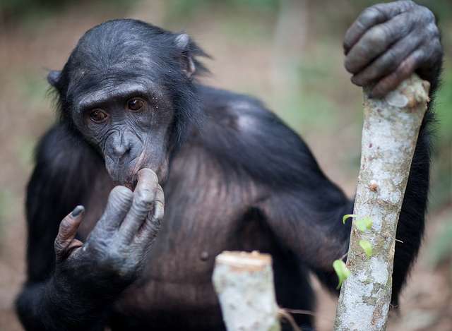 Les seuls bonobos en liberté vivent en République démocratique du Congo. © James Hopkirk, Flickr, cc by nc sa