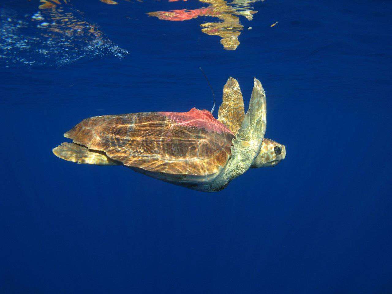 Suivez en direct le périple des tortues de l'océan Indien