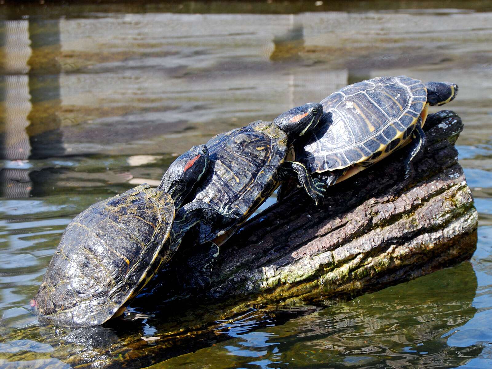 Tortues De Floride Trachemys Scripta Elegans tortues-de-floride-trachemys-scripta-elegans