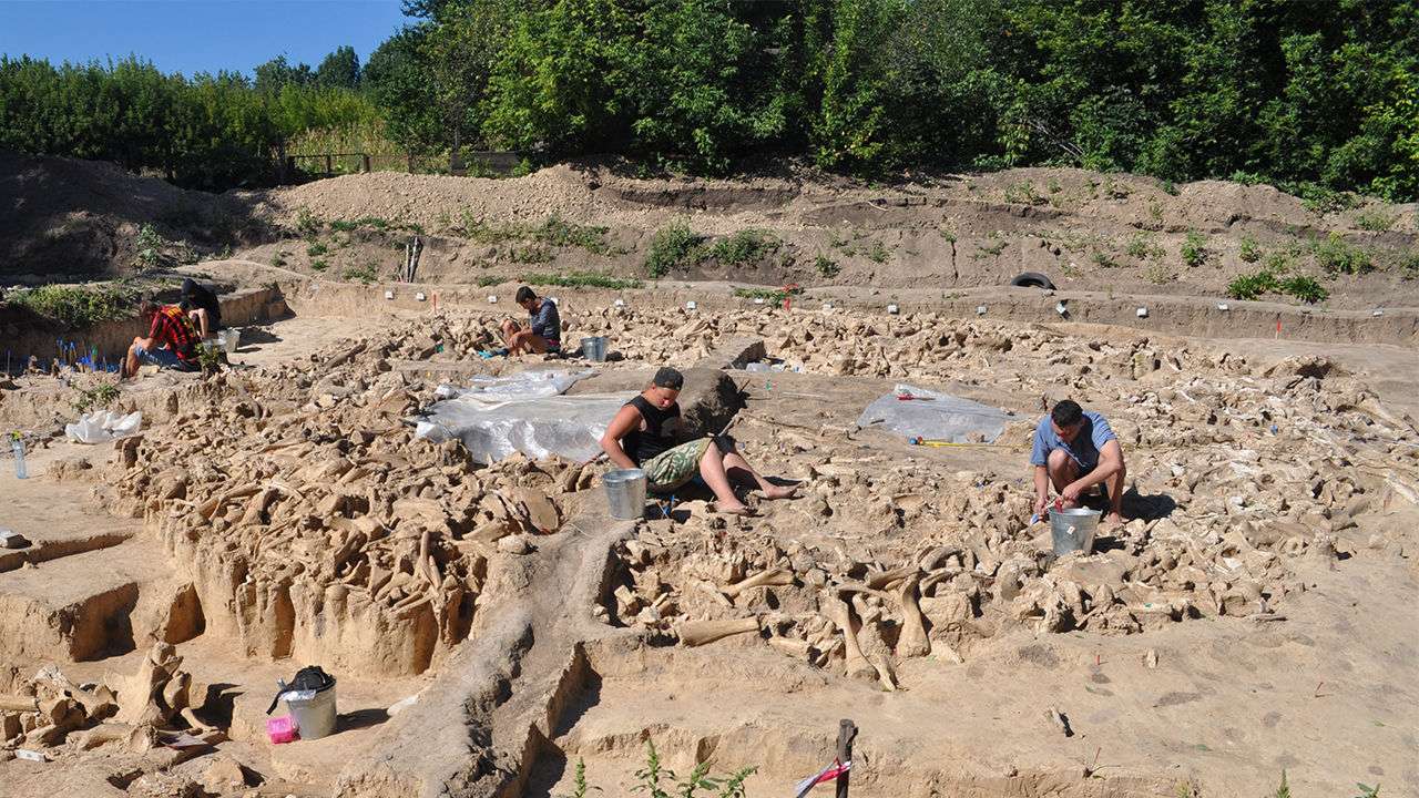 On ne sait pas pourquoi des Hommes ont construit un mur circulaire en os de mammouth