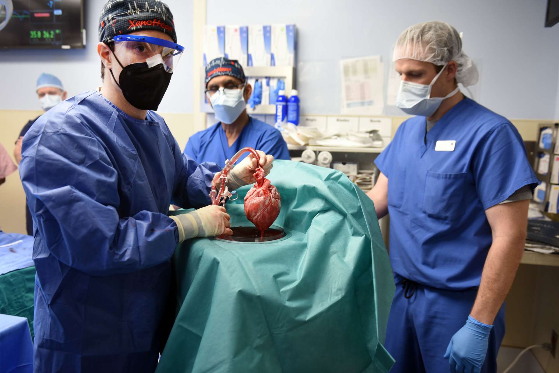 Première greffe réussie d'un cœur de cochon humanisé sur un patient