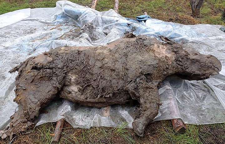 La carcasse du jeune rhinocéros laineux découvert dans le permafrost en Yakutie. © Valery Plotnikov