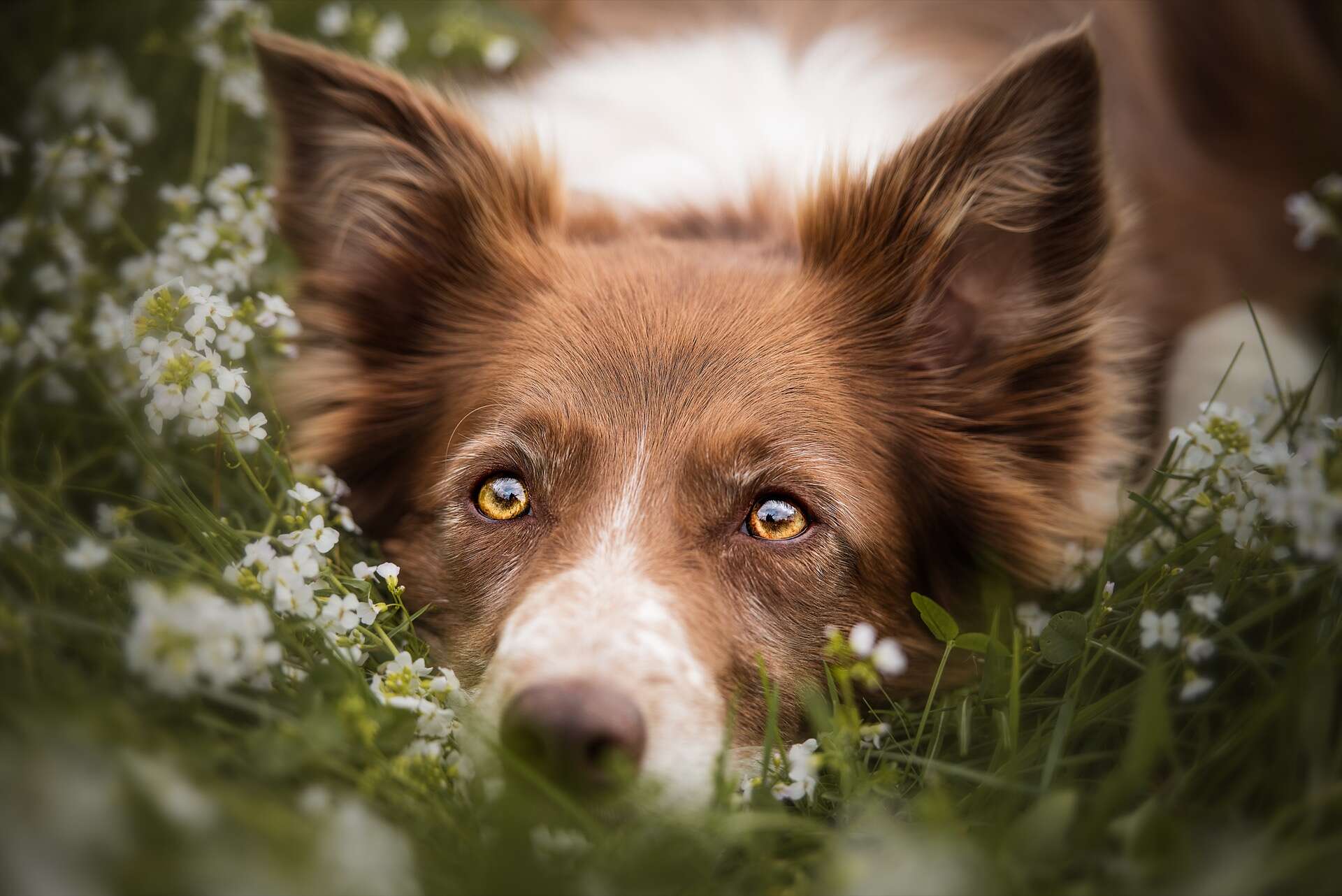 Ce parasite du chien offre un nouvel espoir pour traiter les cancers ...