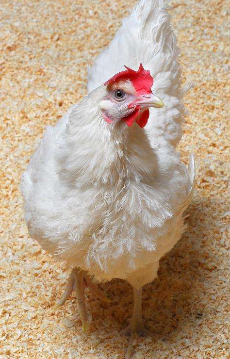 Les poulets OGM permettraient de limiter la propagation du virus de la grippe aviaire au sein des élevages. © Université d'Edimbourg