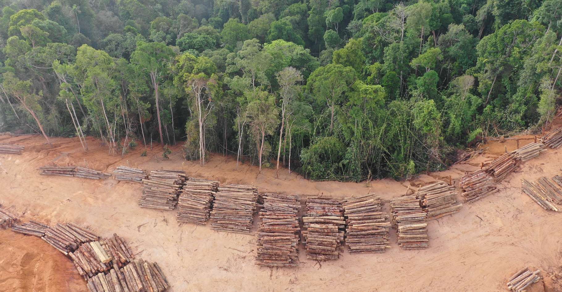 Offsets in the forests  Mouvement Mondial pour les Forêts Tropicales