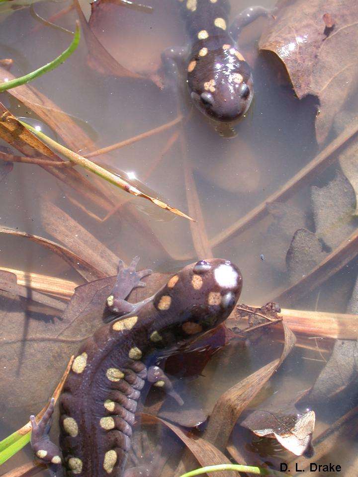 Les amphibiens joueraient un rôle important dans le transfert des nutriments depuis les mares et les rivières vers l'intérieur des terres. © D. L. Drake/Université du Missouri