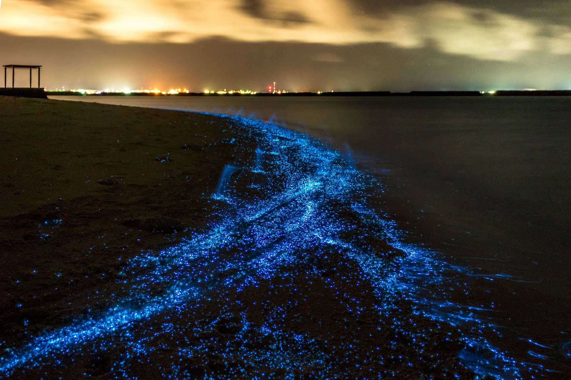Aux Maldives, on peut admirer du plancton bioluminescent sur les plages. © PawelG Photo, Adobe Stock