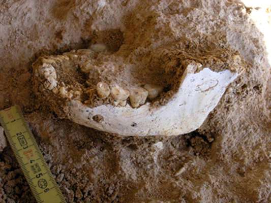 Mandibule fossile humaine découverte le 15 mai 2008 sur le site de la carrière Thomas I à Casablanca. Crédit : Jean-Paul Raynal