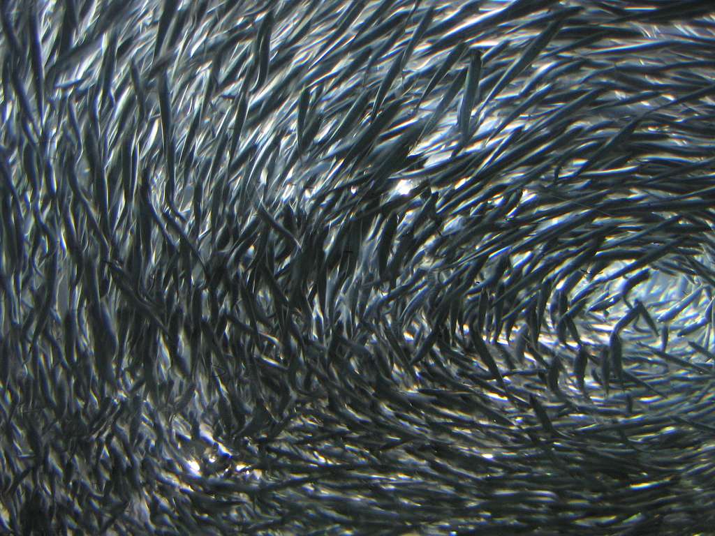 Les anchois de Californie (Engraulis mordax) sont des poissons pélagiques pouvant former des bancs de plusieurs milliers d'individus. Leur diamètre moyen serait de 22 m. Cependant, la majorité des poissons vit au sein de groupes mesurant plus de 70 m de large. © Stickyii, Flickr, CC by-nc-sa 2.0