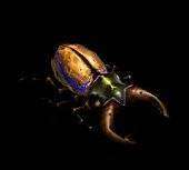 Le scarabée cétoine doit ses belles couleurs irisées à l'organisation en phase cristal liquide cholestérique des molécules de chitine de la partie supérieure de sa carapace.© CNRS-CEMES 2006