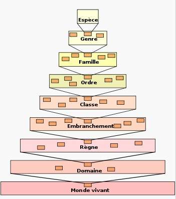 La classification comprend une succession de rangs, dont l'embranchement. © Dosto, Wikimedia, GFDL 1.2