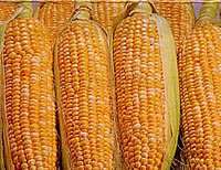 Biocarburant : du maïs dans le moteur