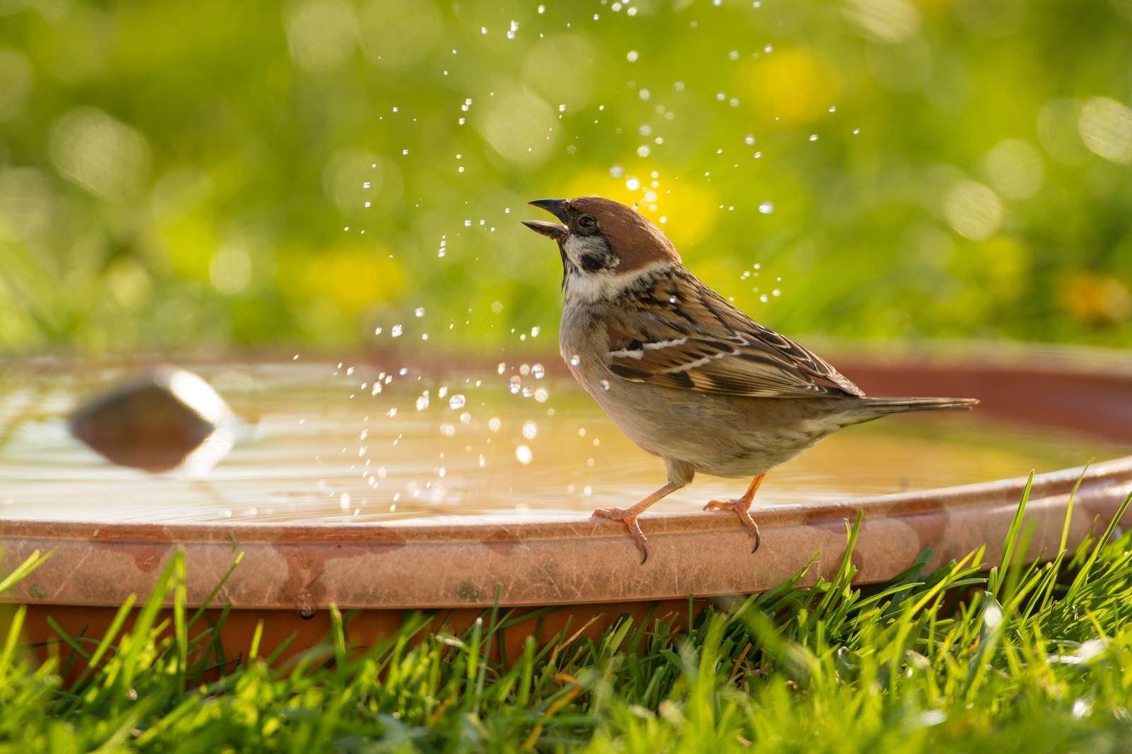 Canicule : comment aider et rafraîchir les oiseaux