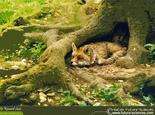 En image : Mammifères de nos forêts et campagnes Renard roux. © Futura-Sciences