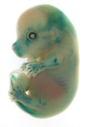 L'insertion de cellules CSPi de souris dans un embryon devrait permettre de vérifier leur pluripotence. © Plos One