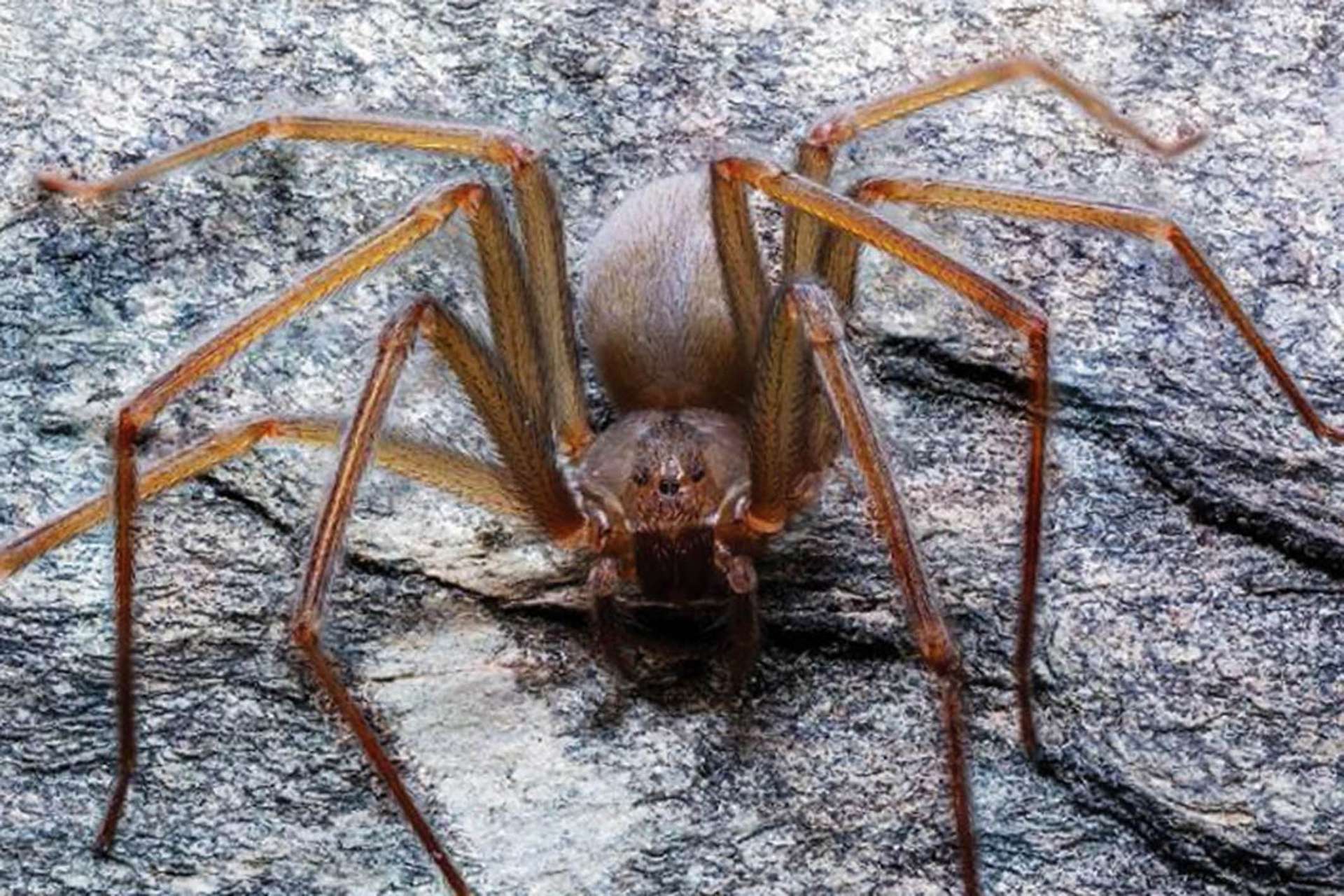 Une nouvelle espèce d'araignée qui ronge les chairs