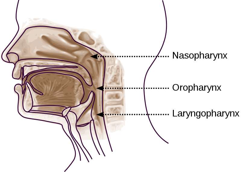 Definition Pharynx Futura Sante