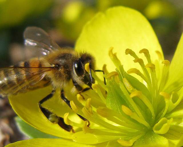 Los virus de la abeja se transmiten entre especies, ciertamente a través del polen de sesgo. TIE GUY II, FLICKR, CC BY-NC-SA 2.0'abeilles se transmettent entre espèces, certainement par le biais du pollen. © Tie Guy II, Flickr, CC by-nc-sa 2.0