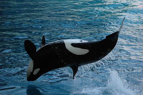 Si l'orque est l'un des prédateurs les plus redoutables du phoque gris, le requin, l'ours polaire ou même le pygargue à tête blanche en sont également friands. © marcovdz, Flickr, cc by nc